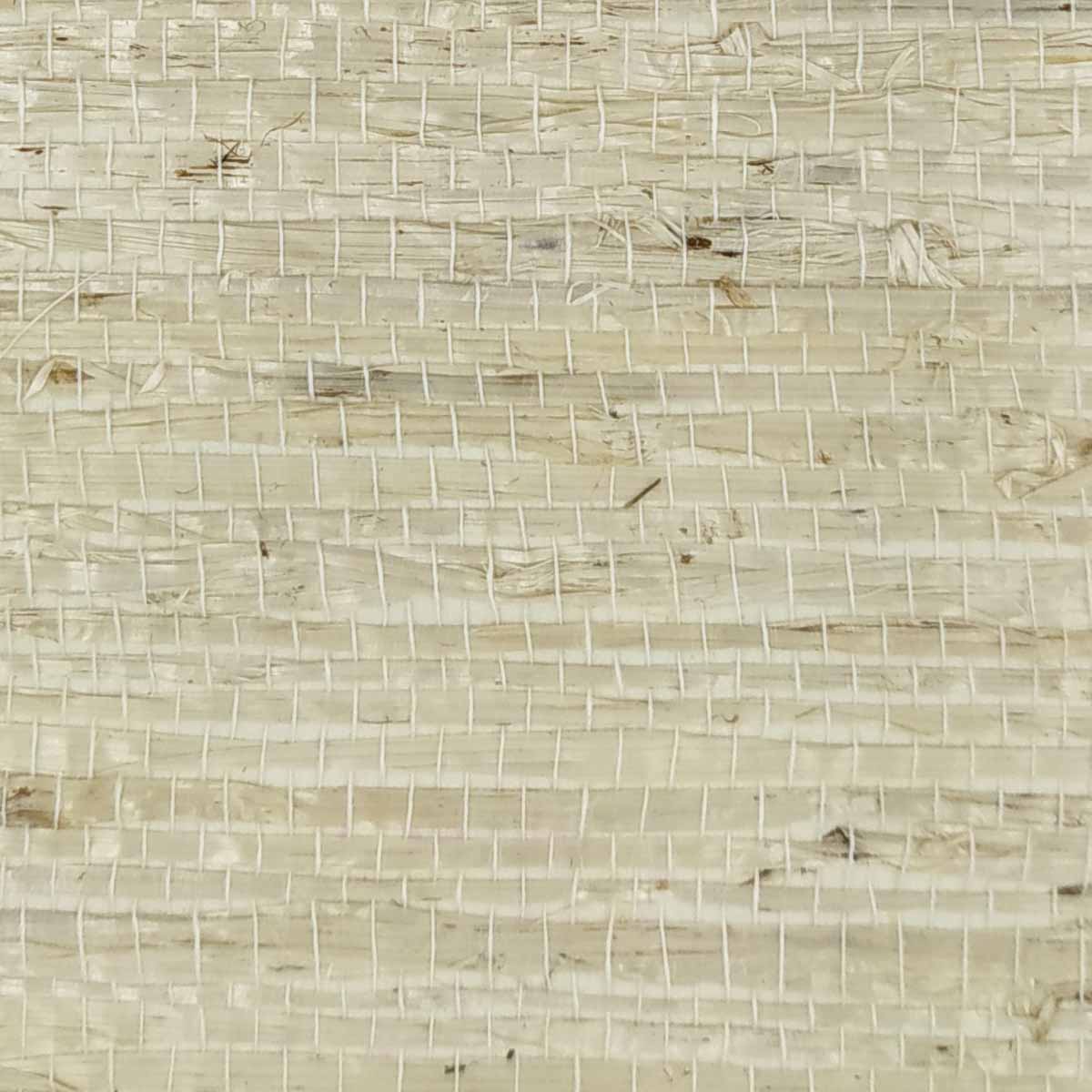 TWP-660005  Arrowroot