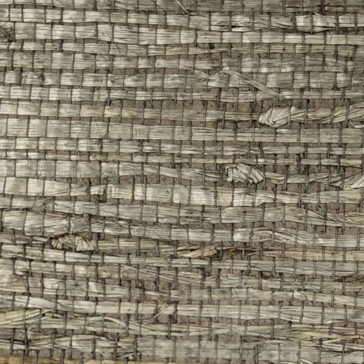 TWP-660006  Arrowroot