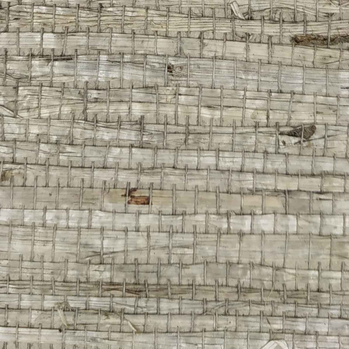 TWP-660008  Arrowroot
