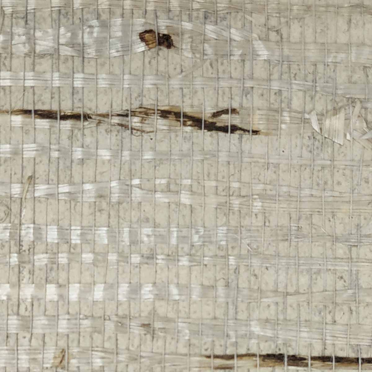 TWP-660012  Arrowroot