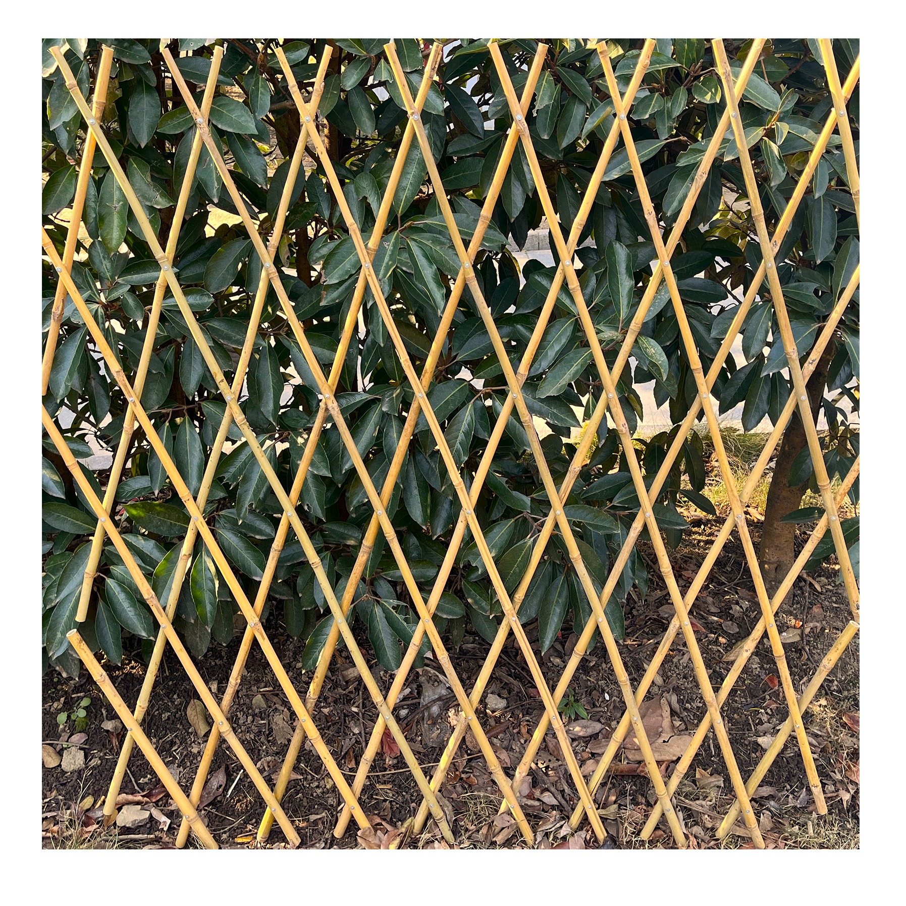 OUTDOOR BAMBOO/REED FENCE