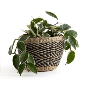 Seagrass Pot Holder