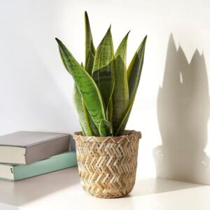 Bamboo Plant Holder